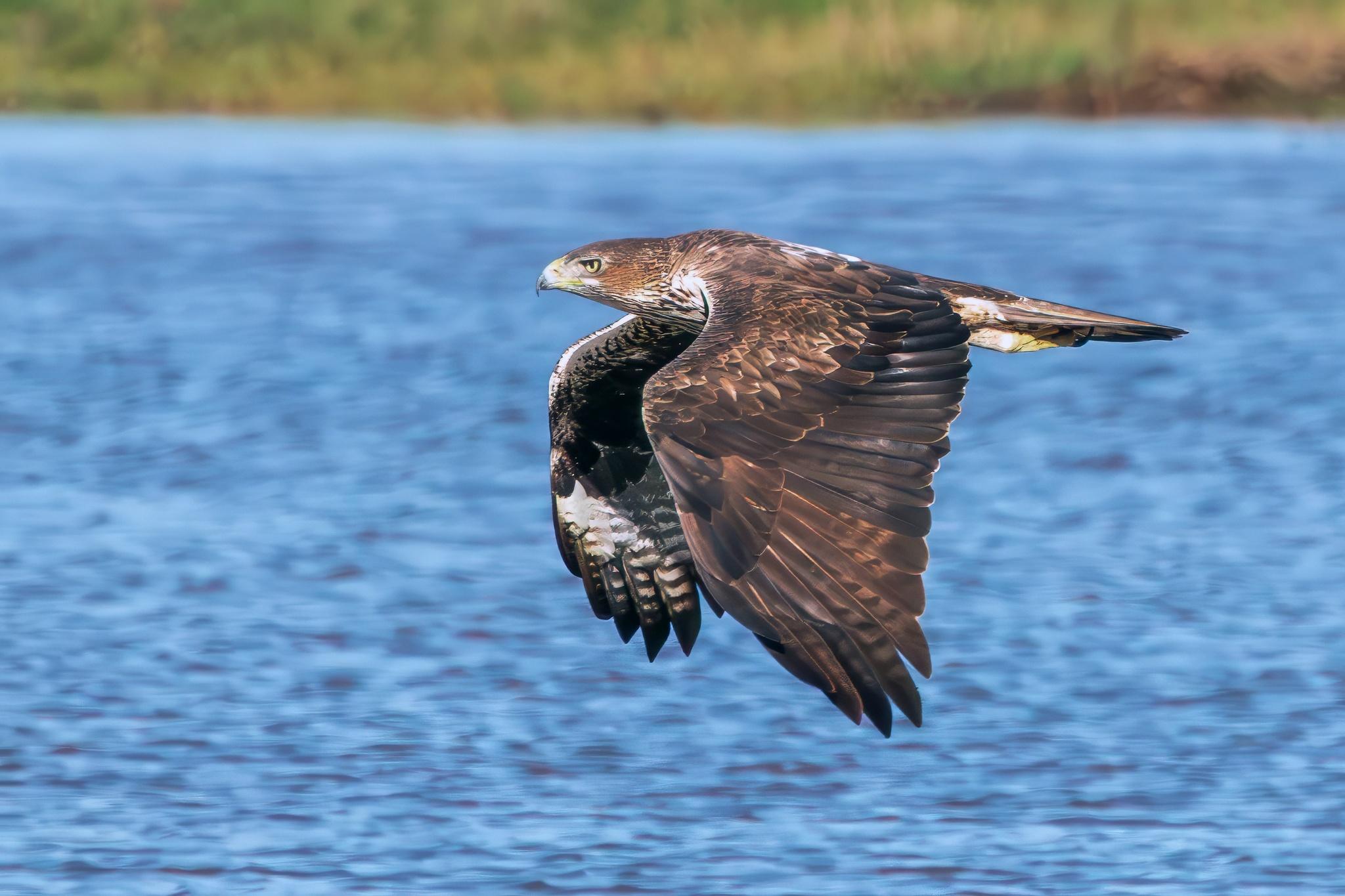 Águila perdicera