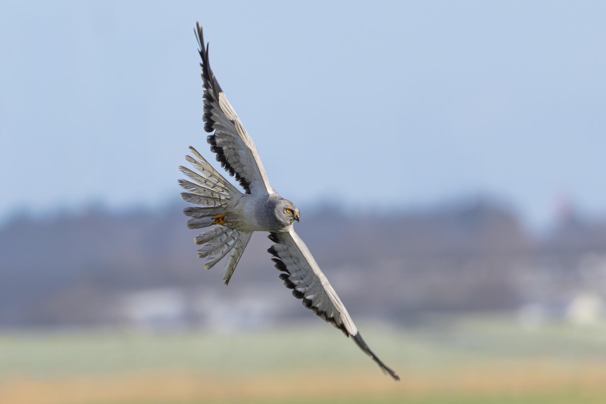 Aguilucho pálido