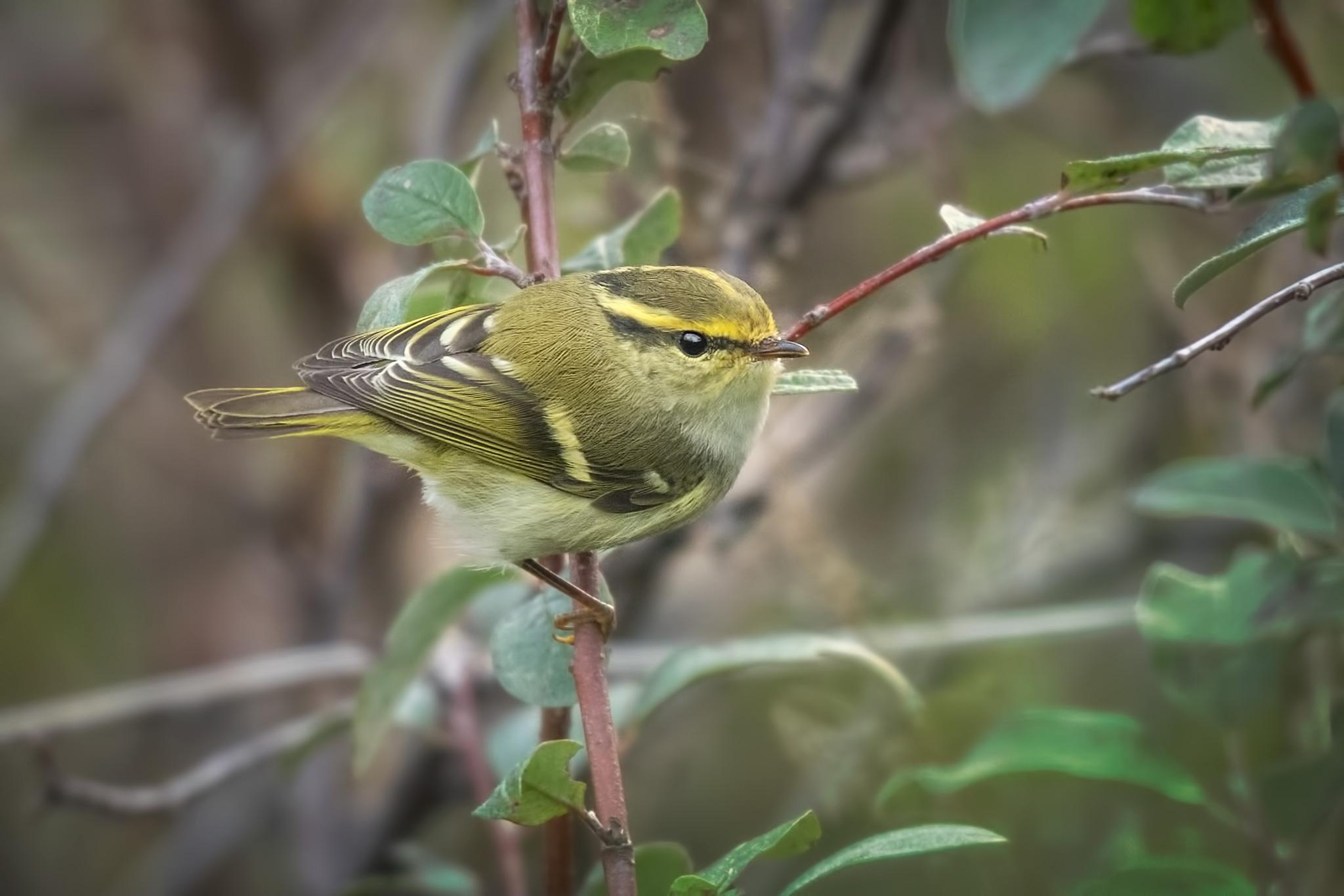 mosquitero de Pallas
