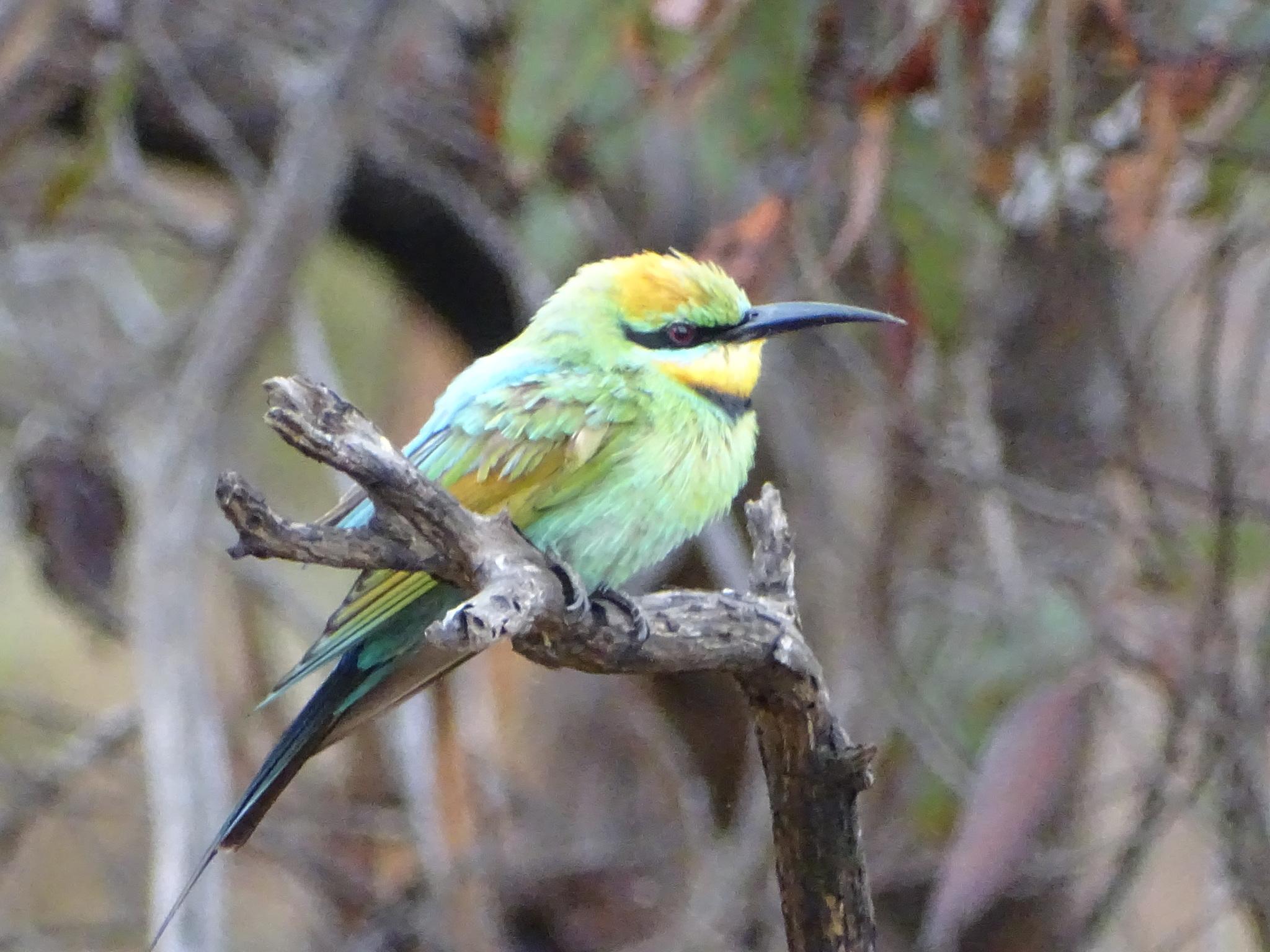 abejaruco australiano