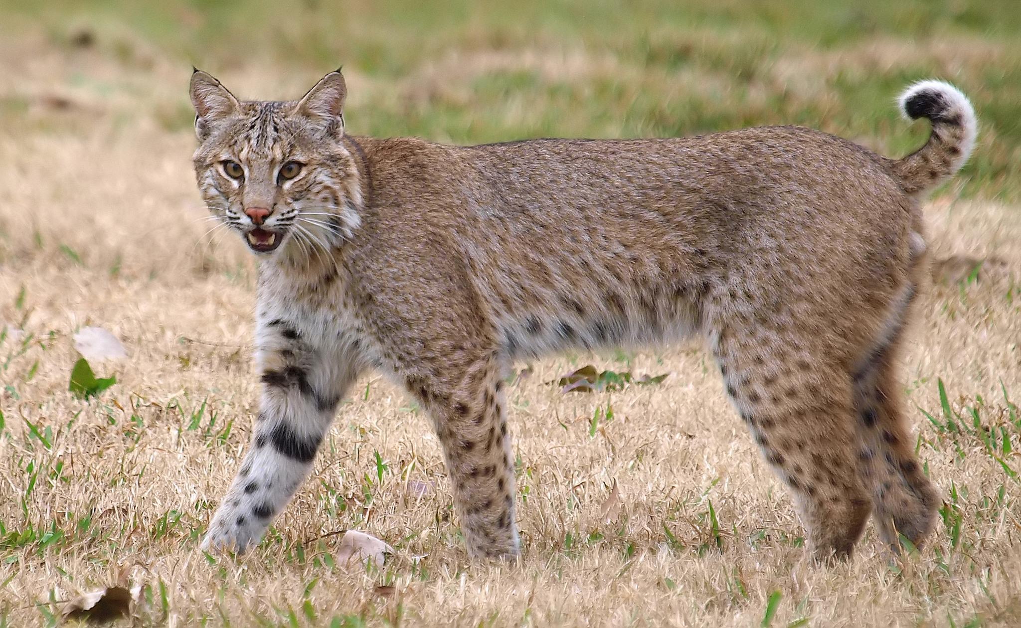 Bobcat