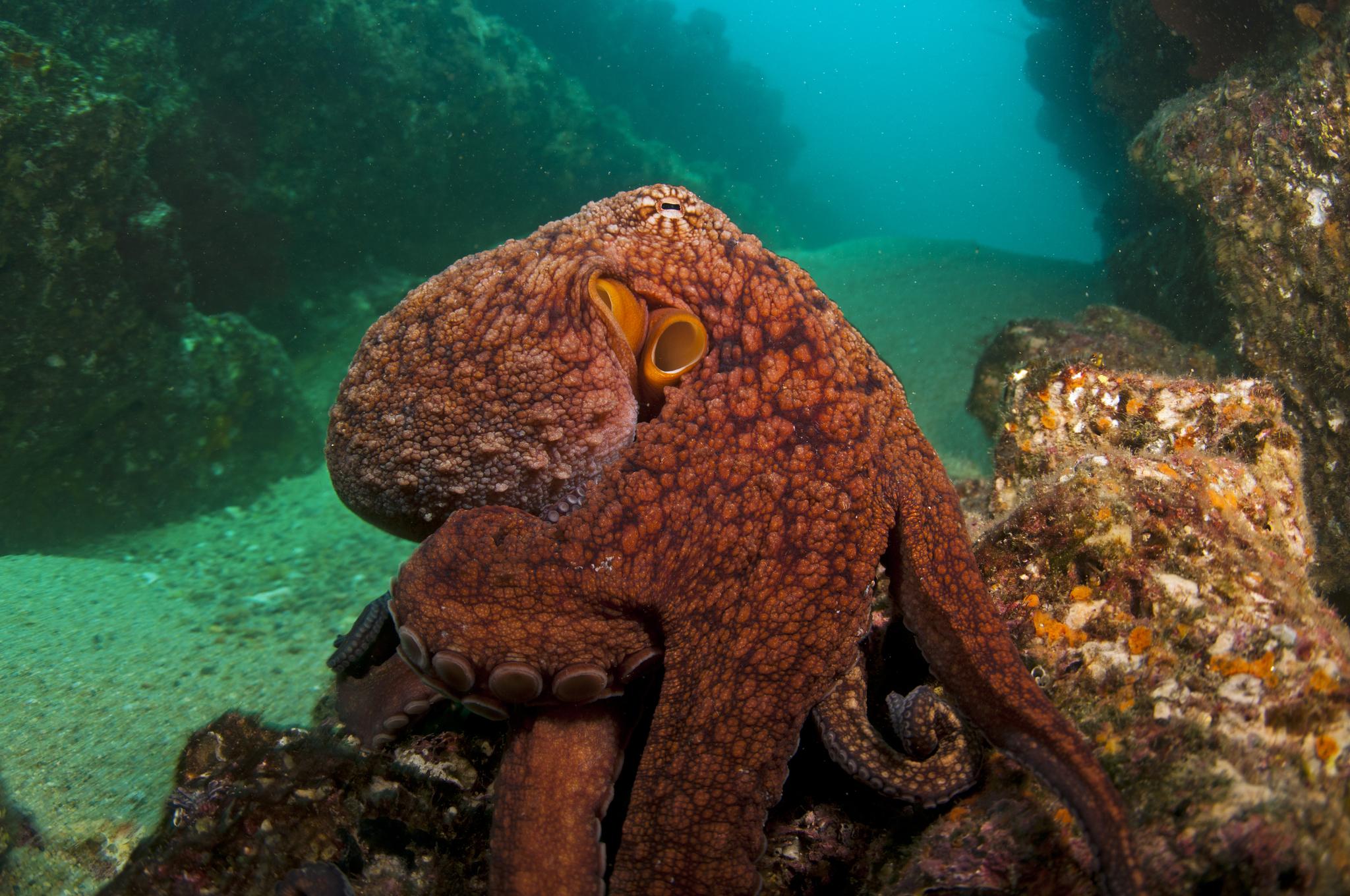 Pulpo verde