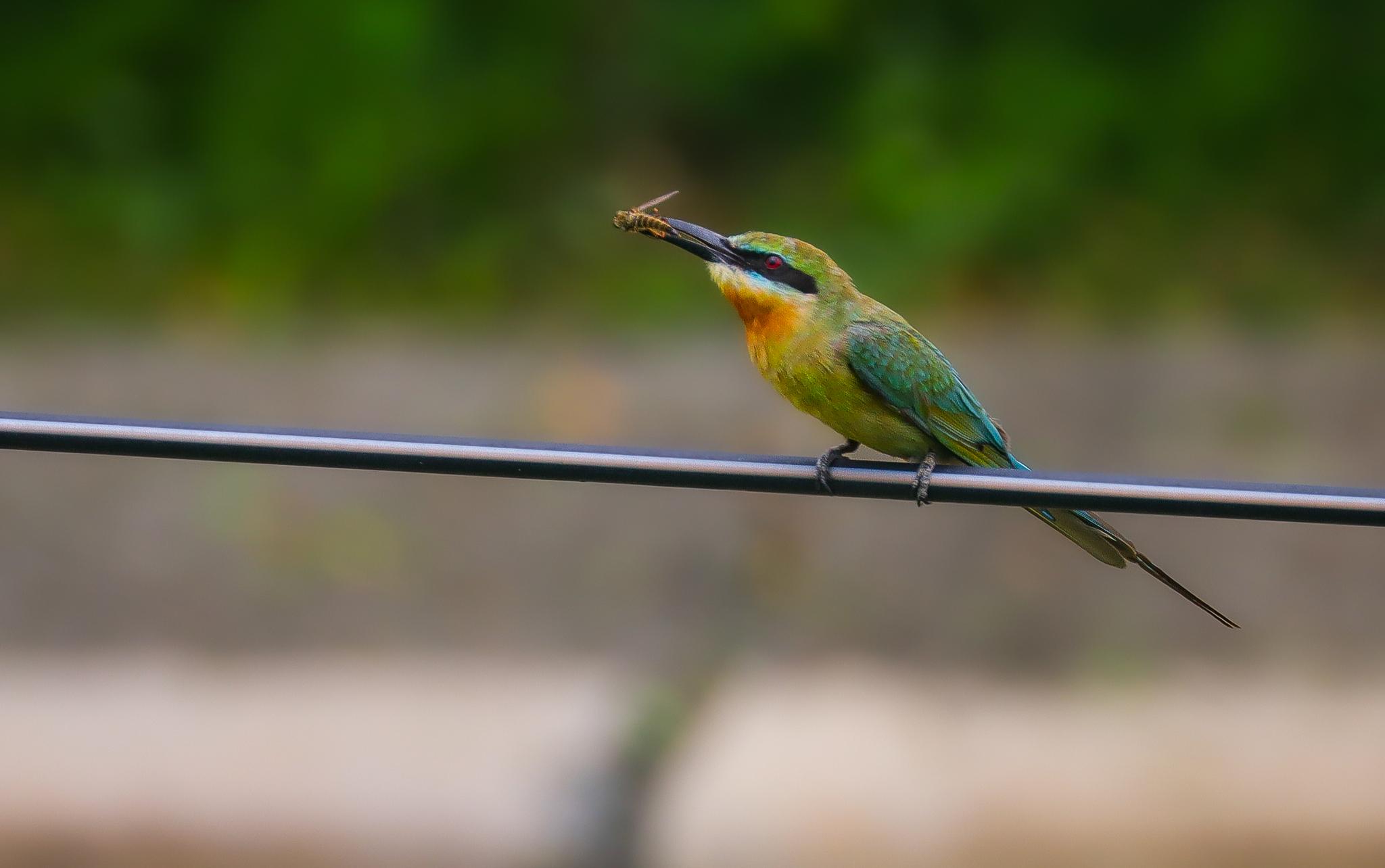 abejaruco coliazul
