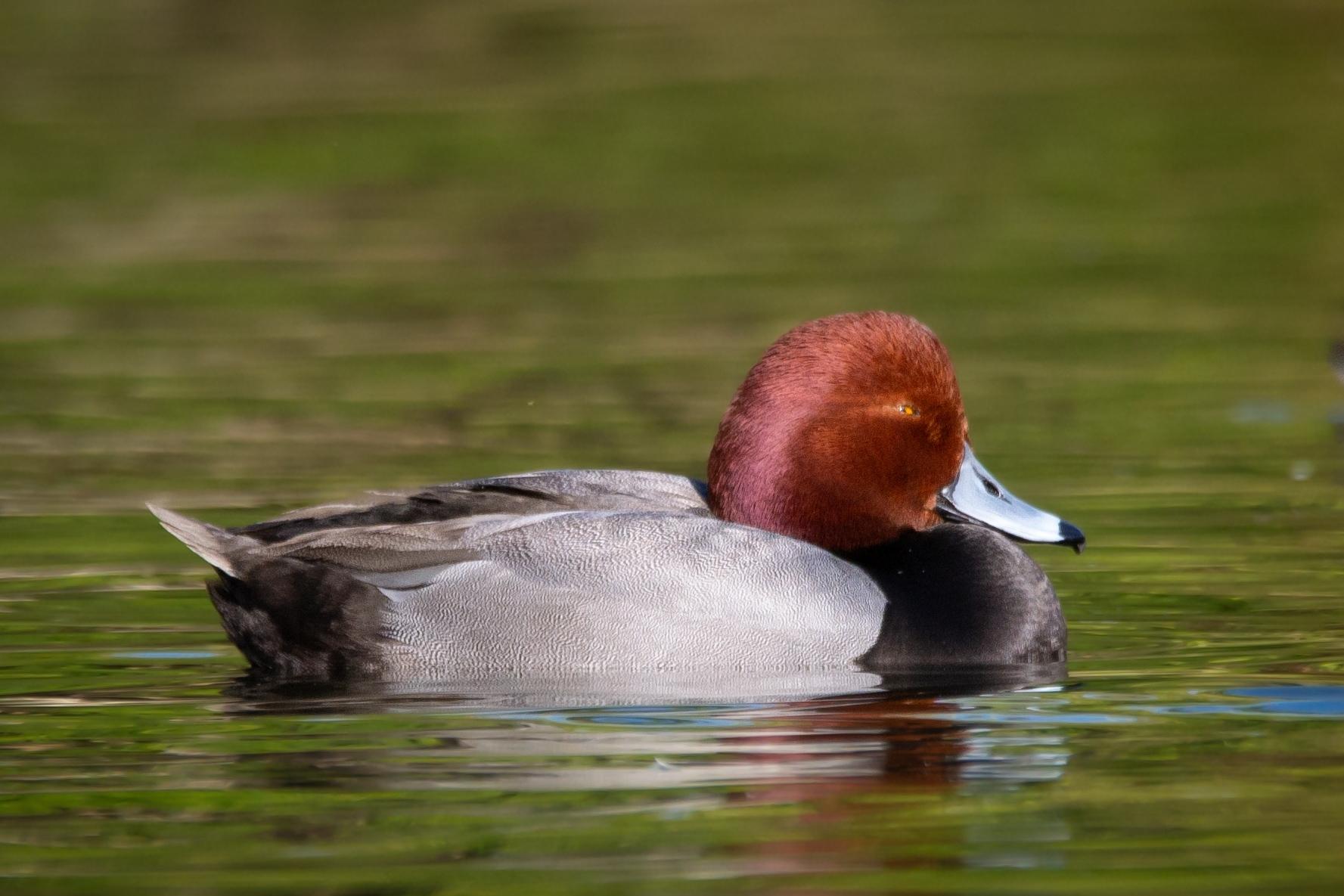 Pato Cabeza Roja