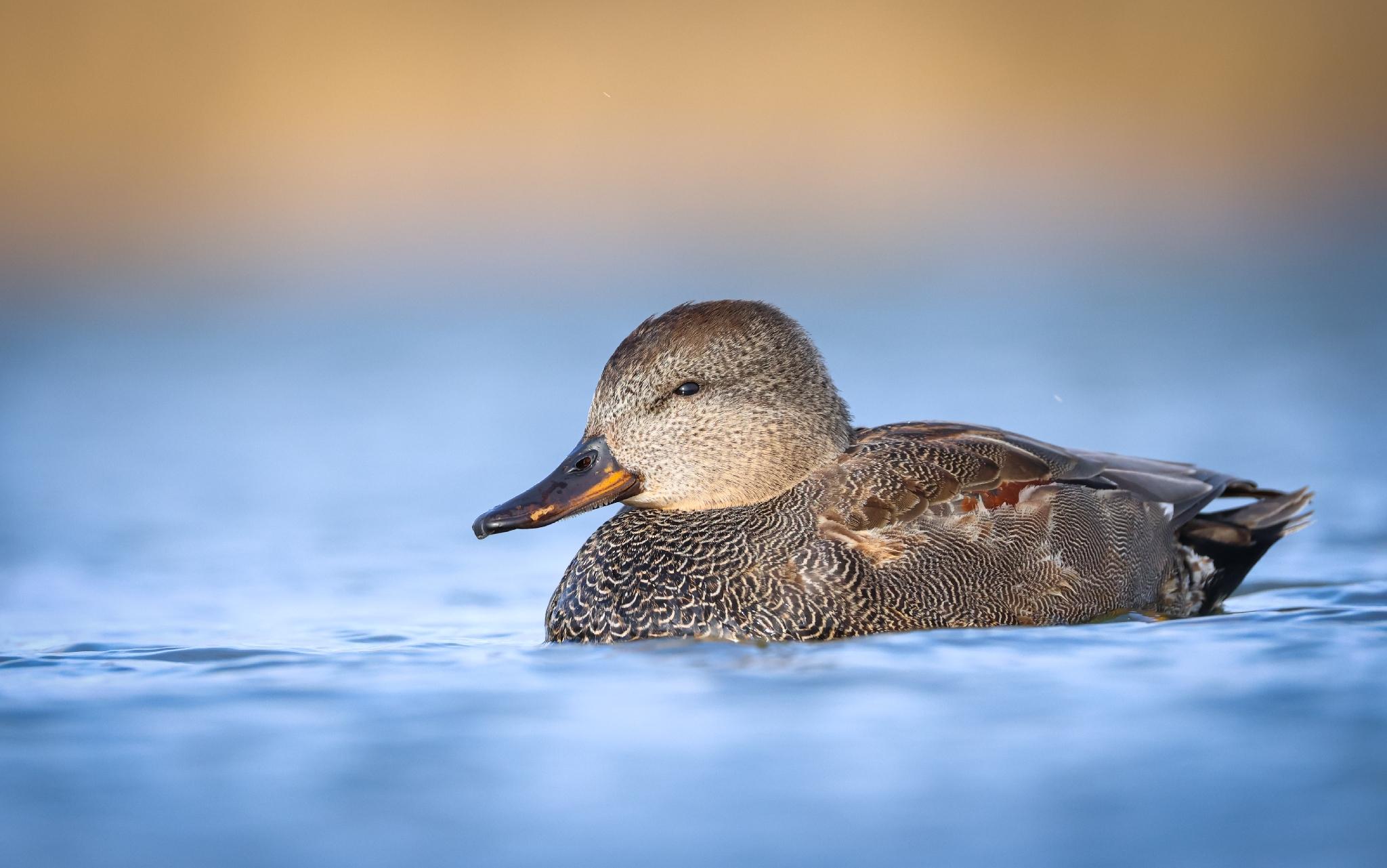 Pato friso