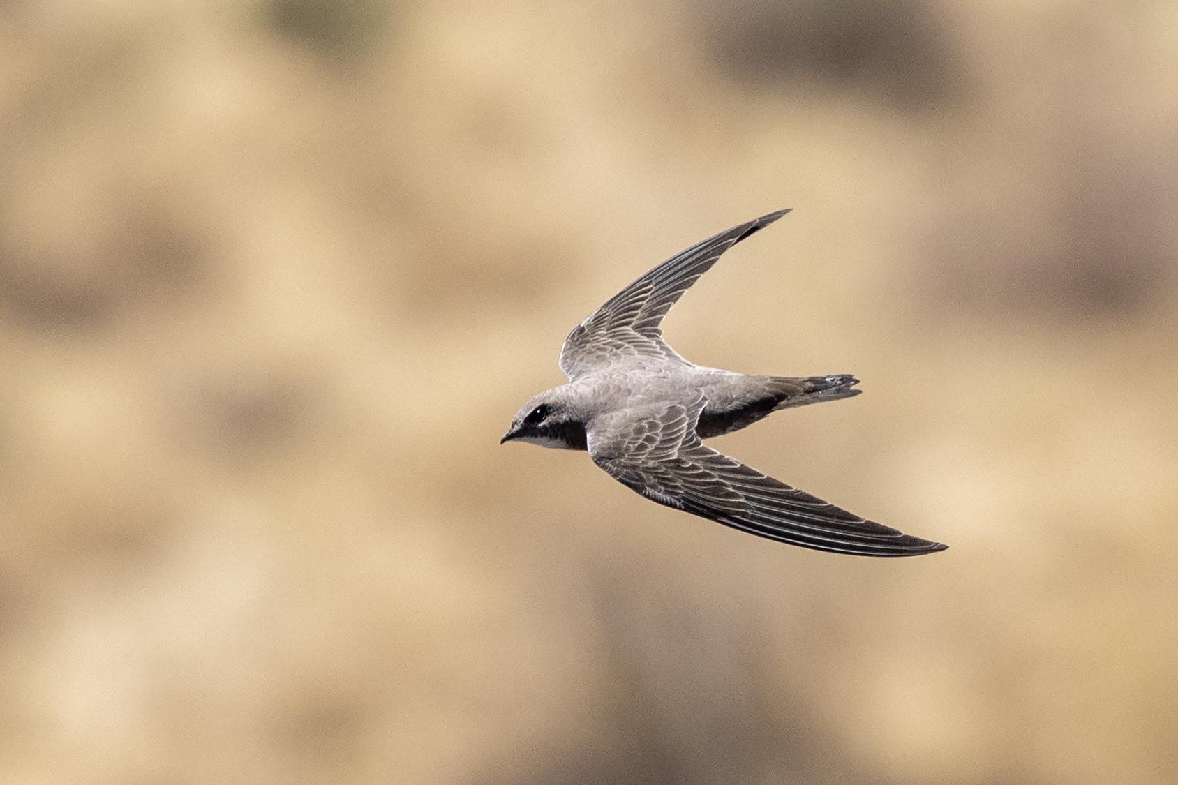 Vencejo de Namibia