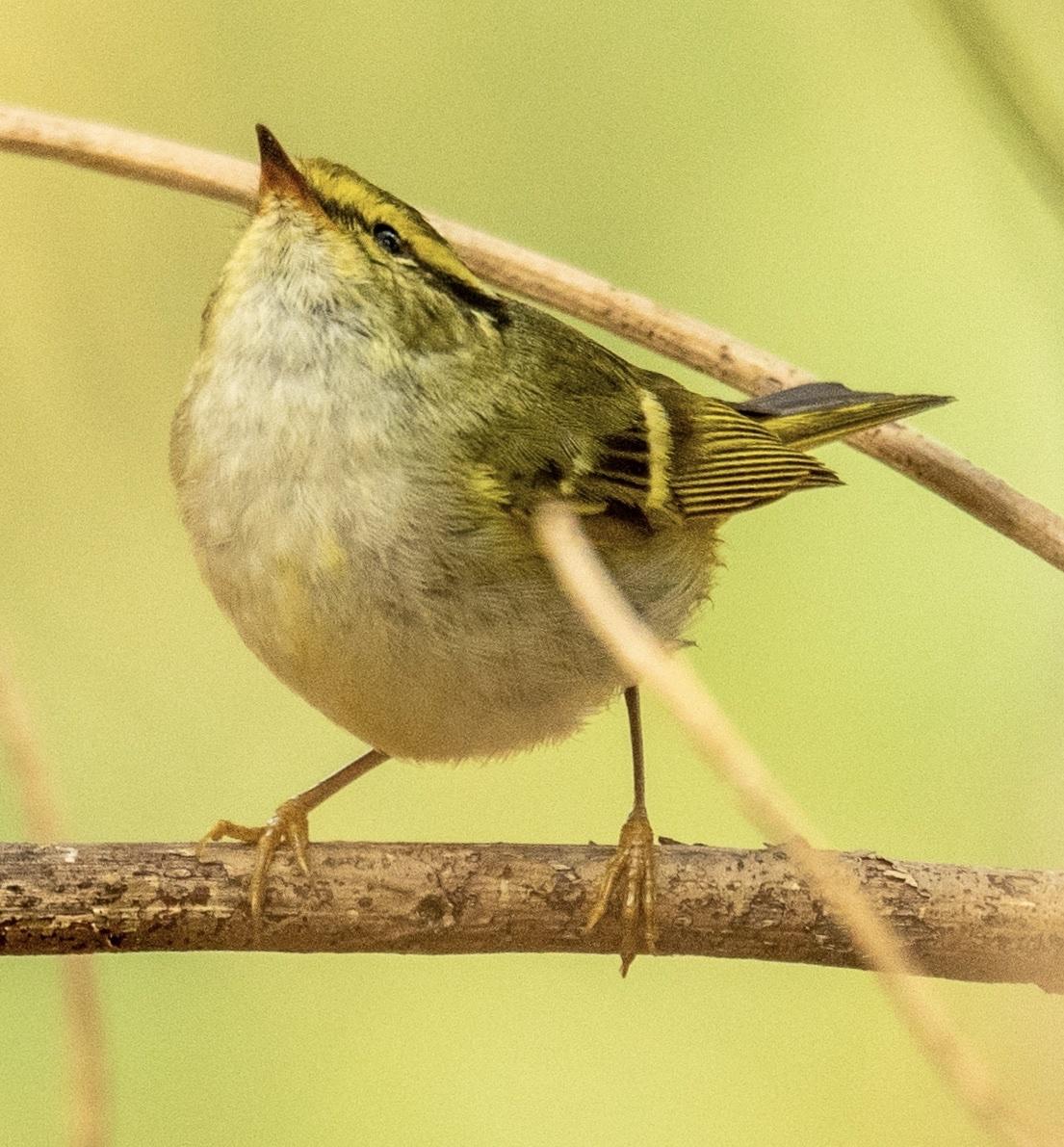 mosquitero de Pallas