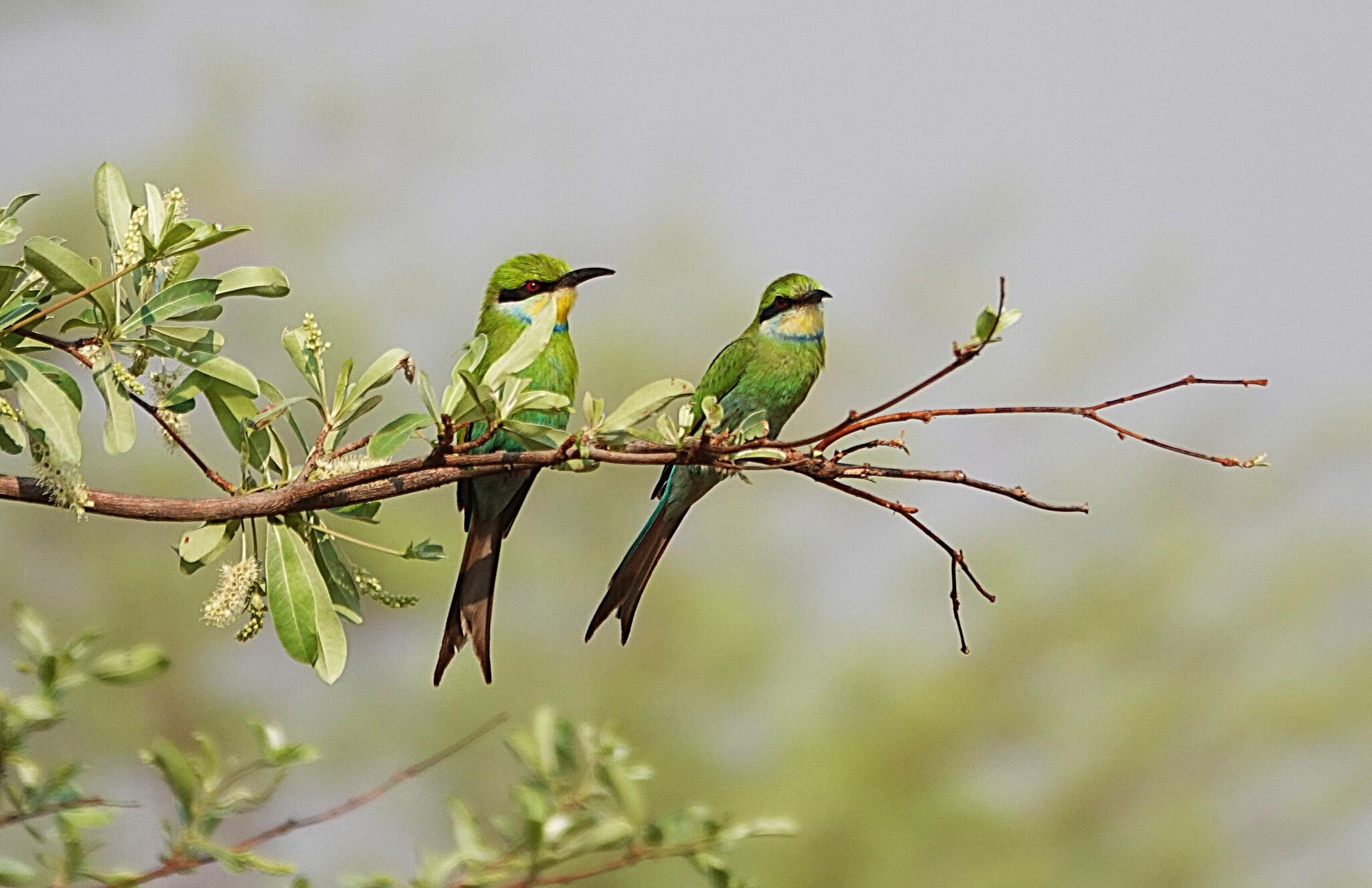 Abejaruco golondrina
