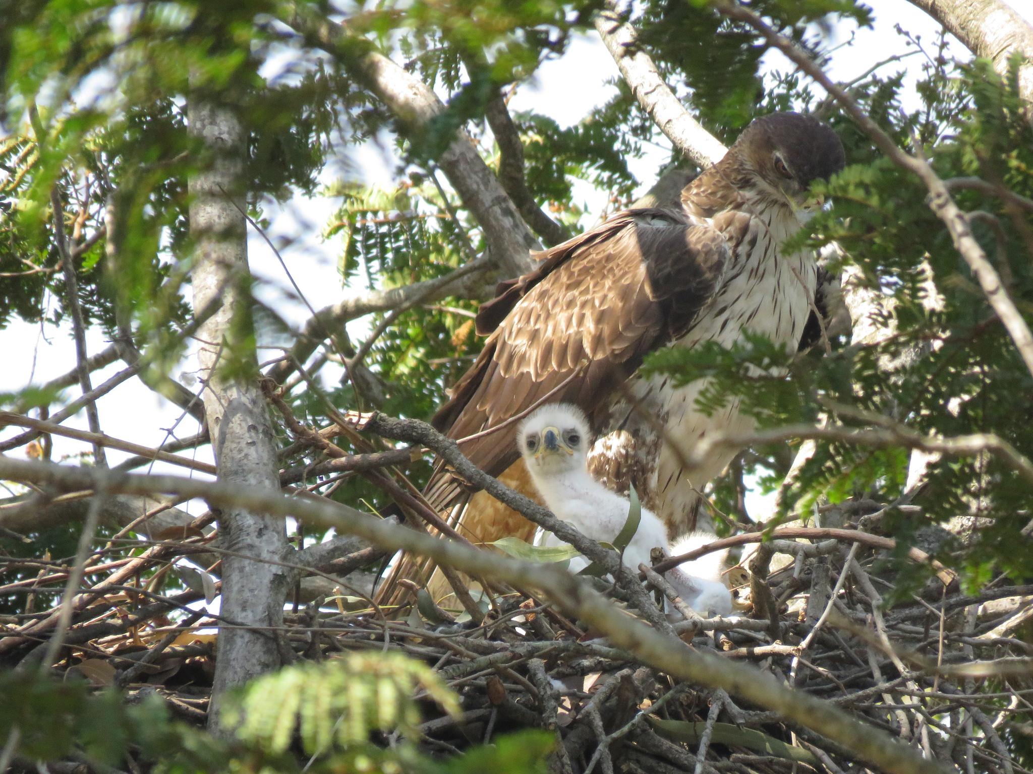 Águila perdicera
