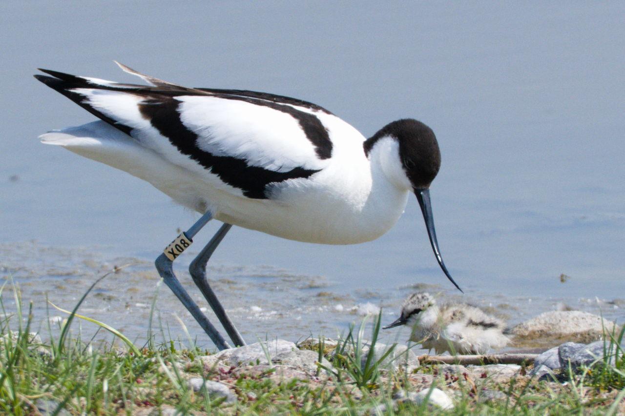 Avoceta Común