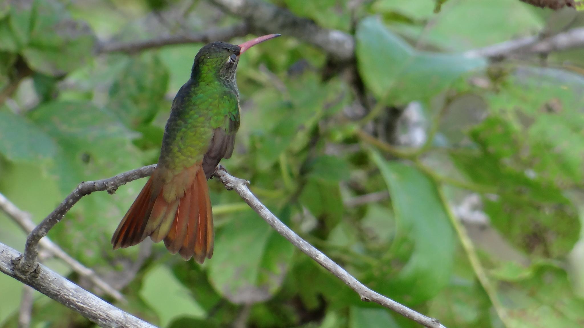 Buff-bellied Hummingbird