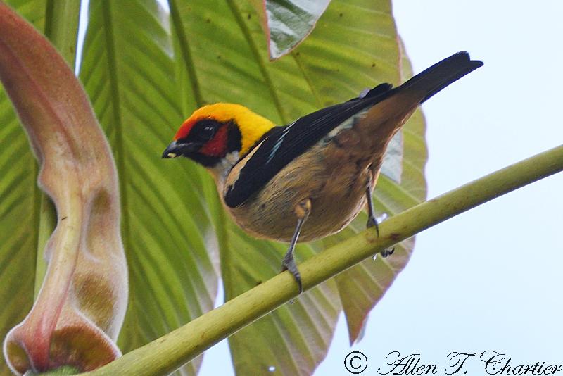 Flame-faced Tanager