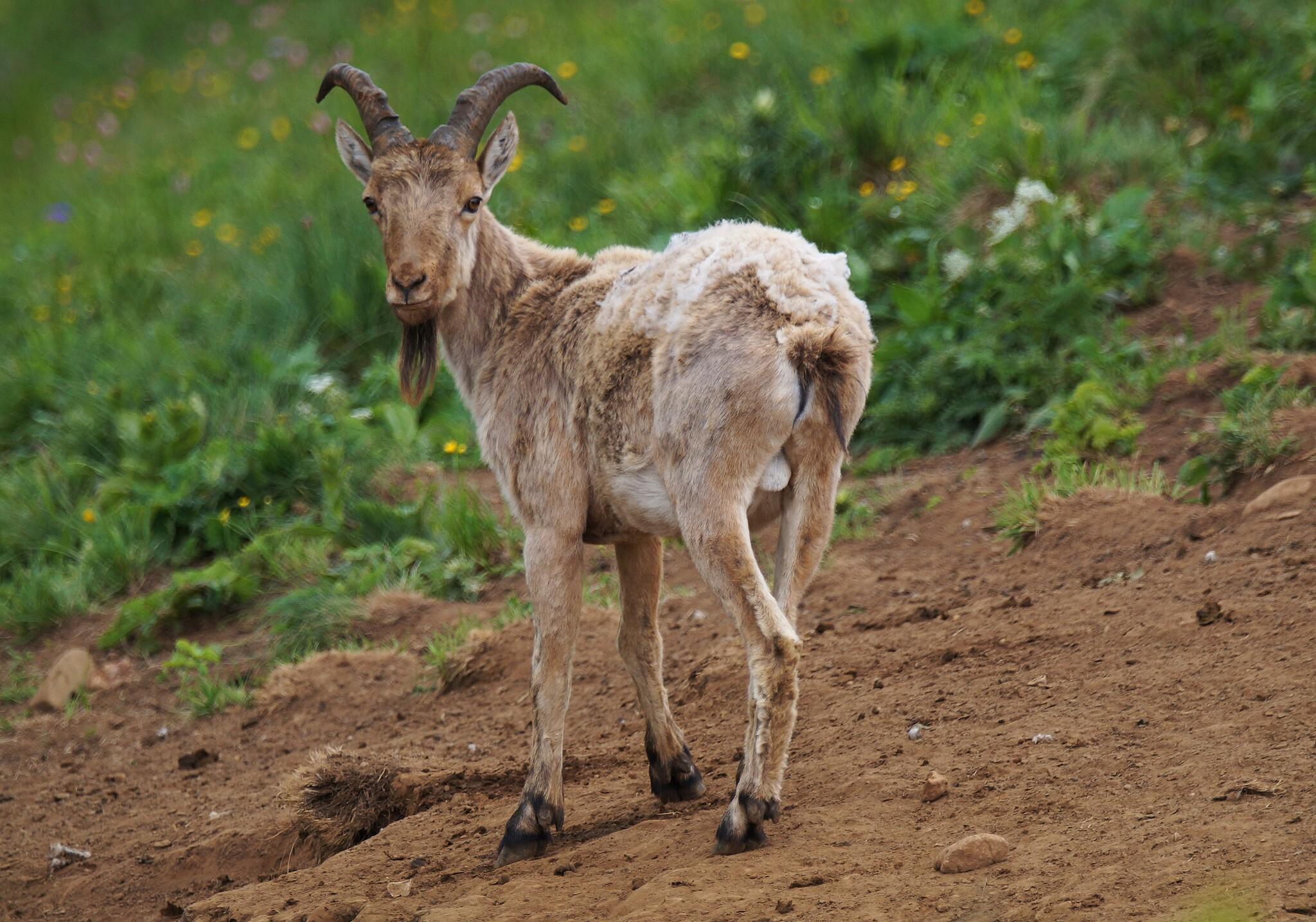 Cabras