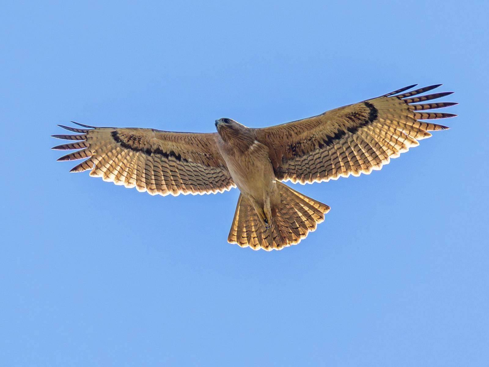Águila perdicera
