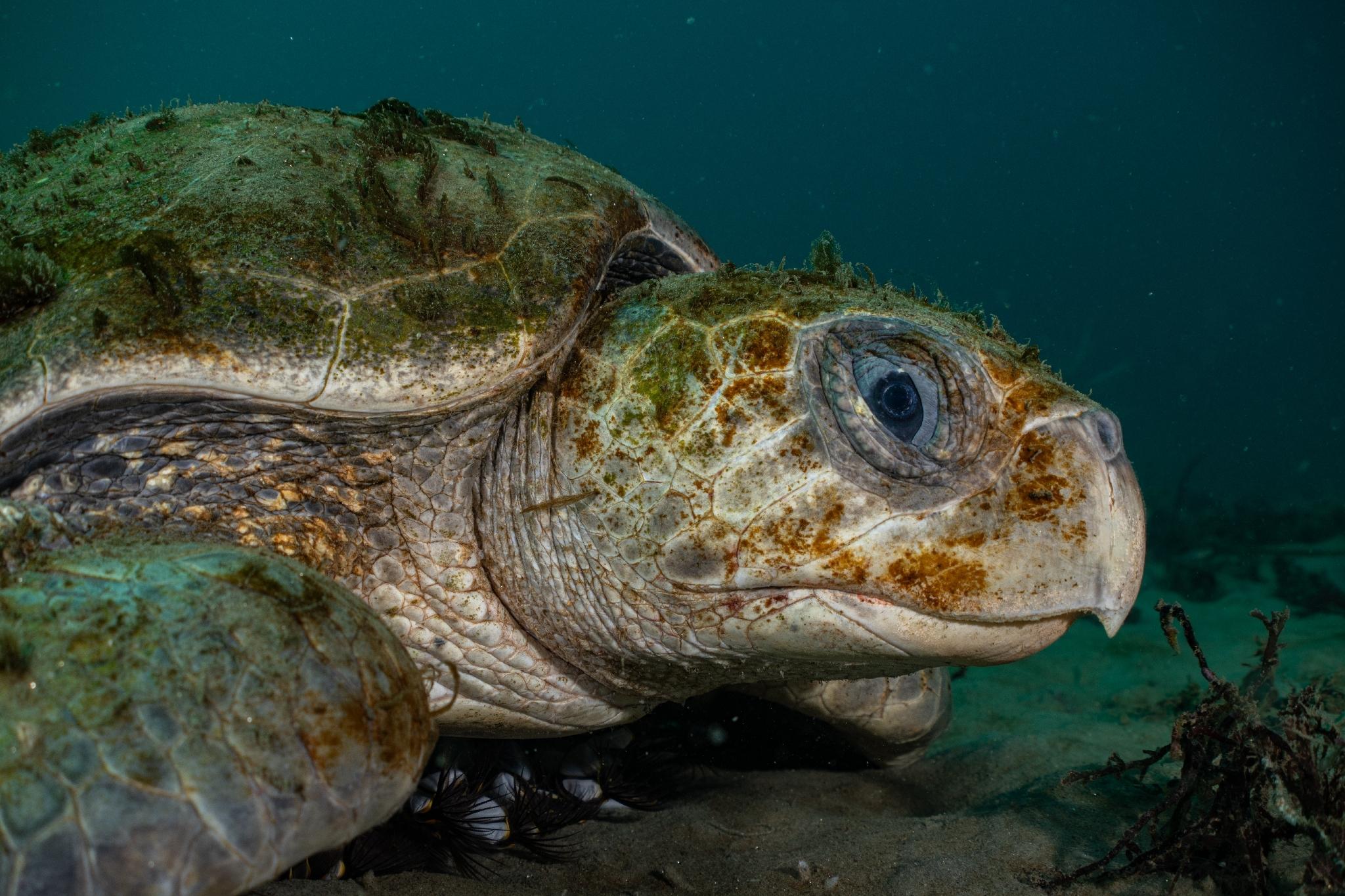 Tortuga Golfina