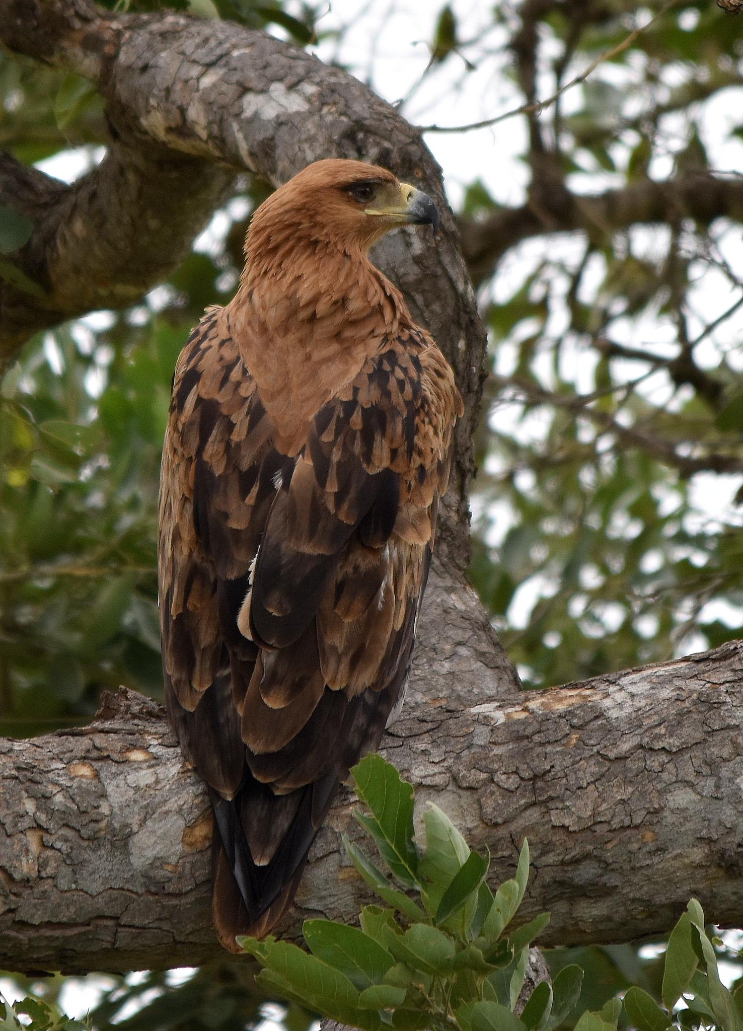 Águila rapaz