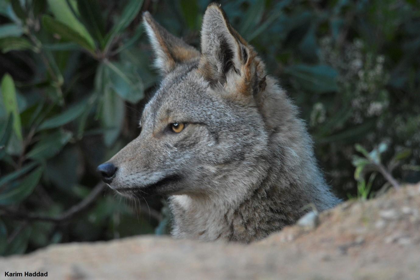 Chacal gris