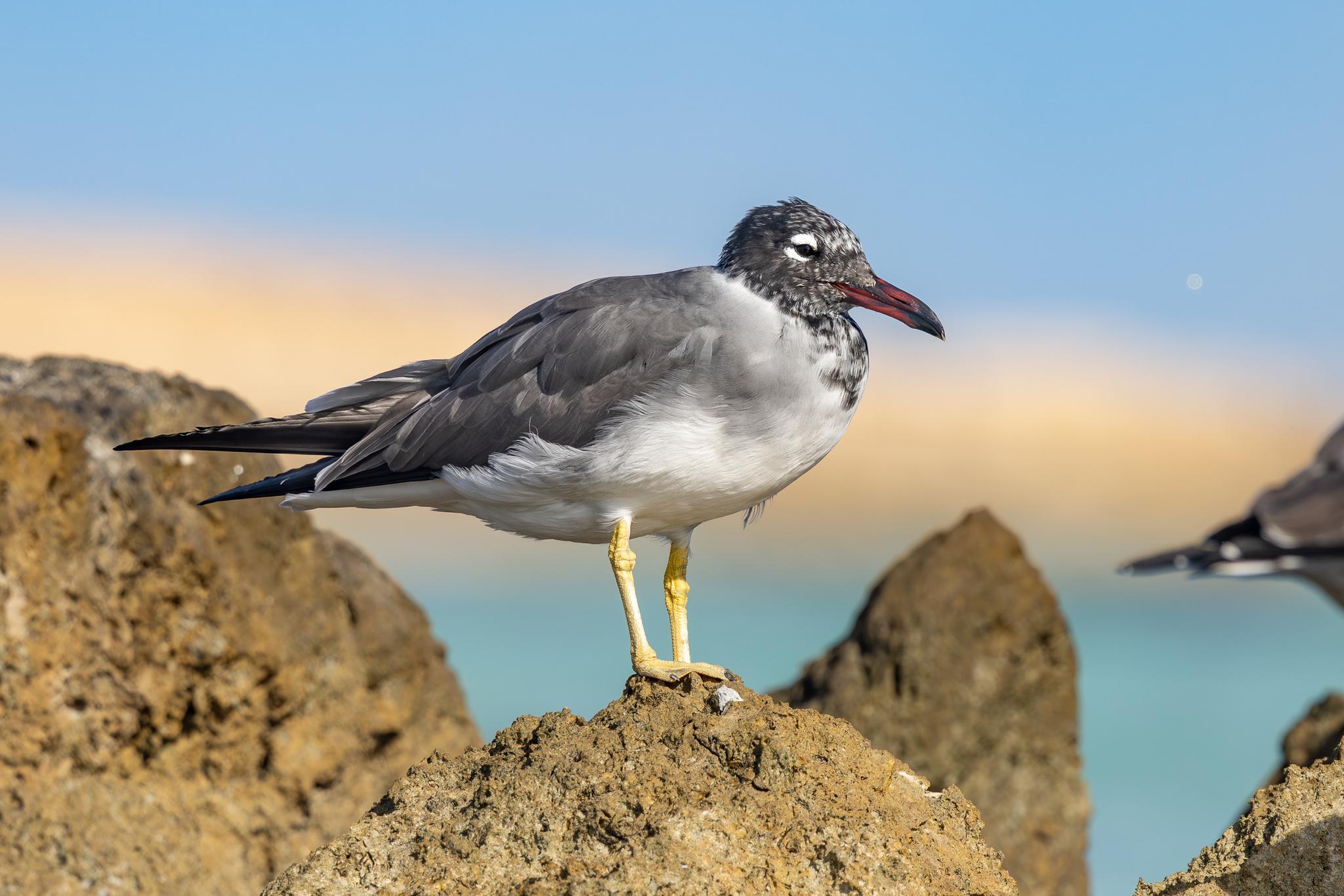 Gaviota Ojiblanca