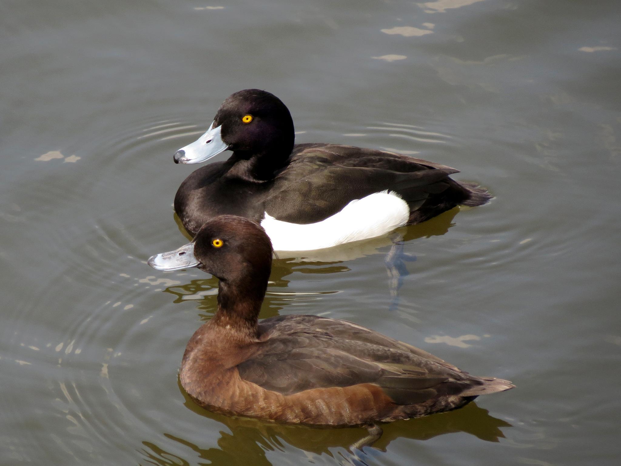 Pato de copete