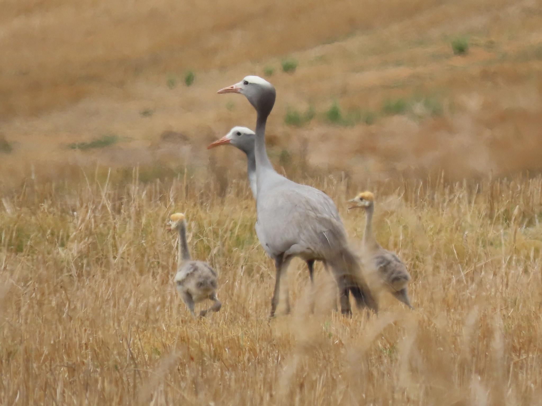 Grulla azul