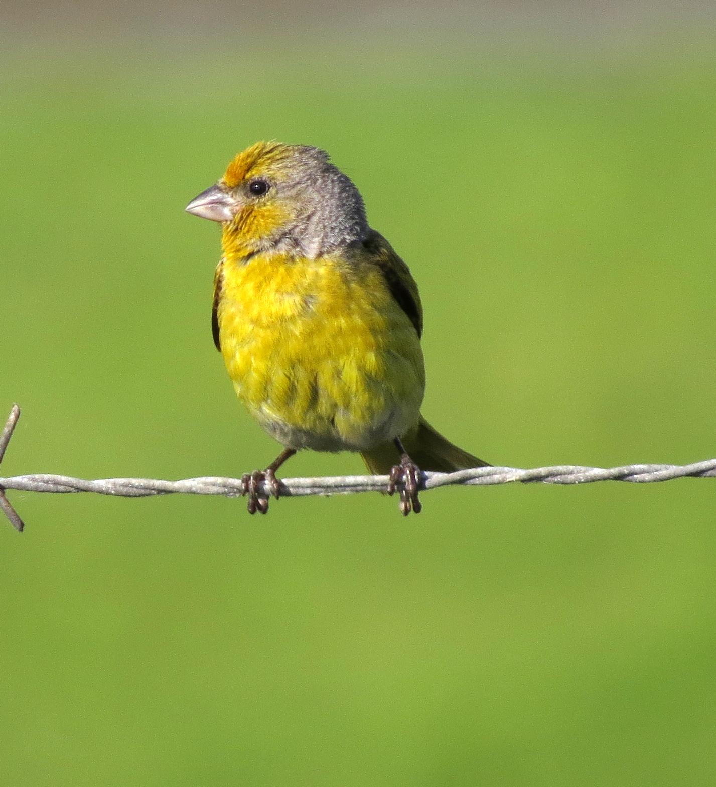 Cape Canary