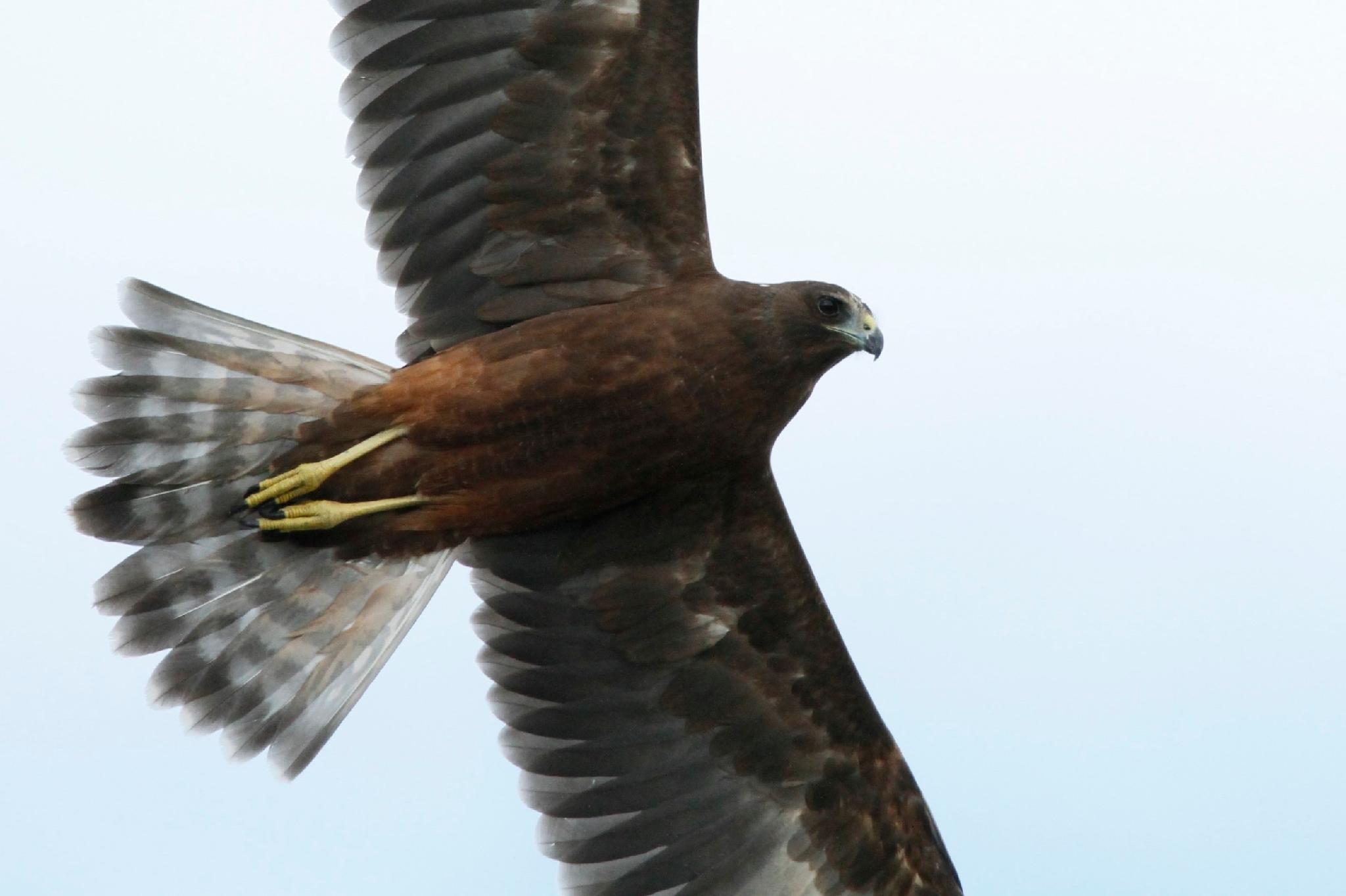 Aguilucho lagunero del Pacífico