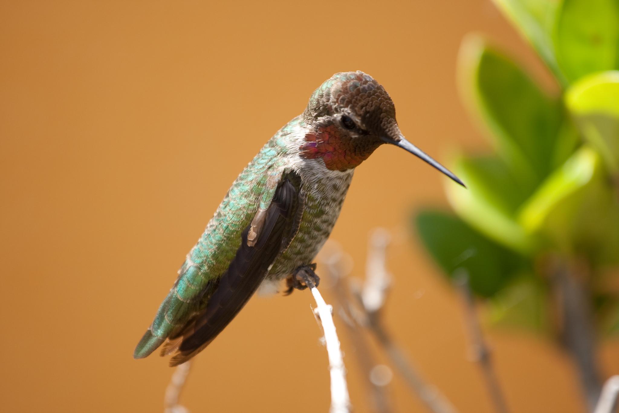 Colibríes