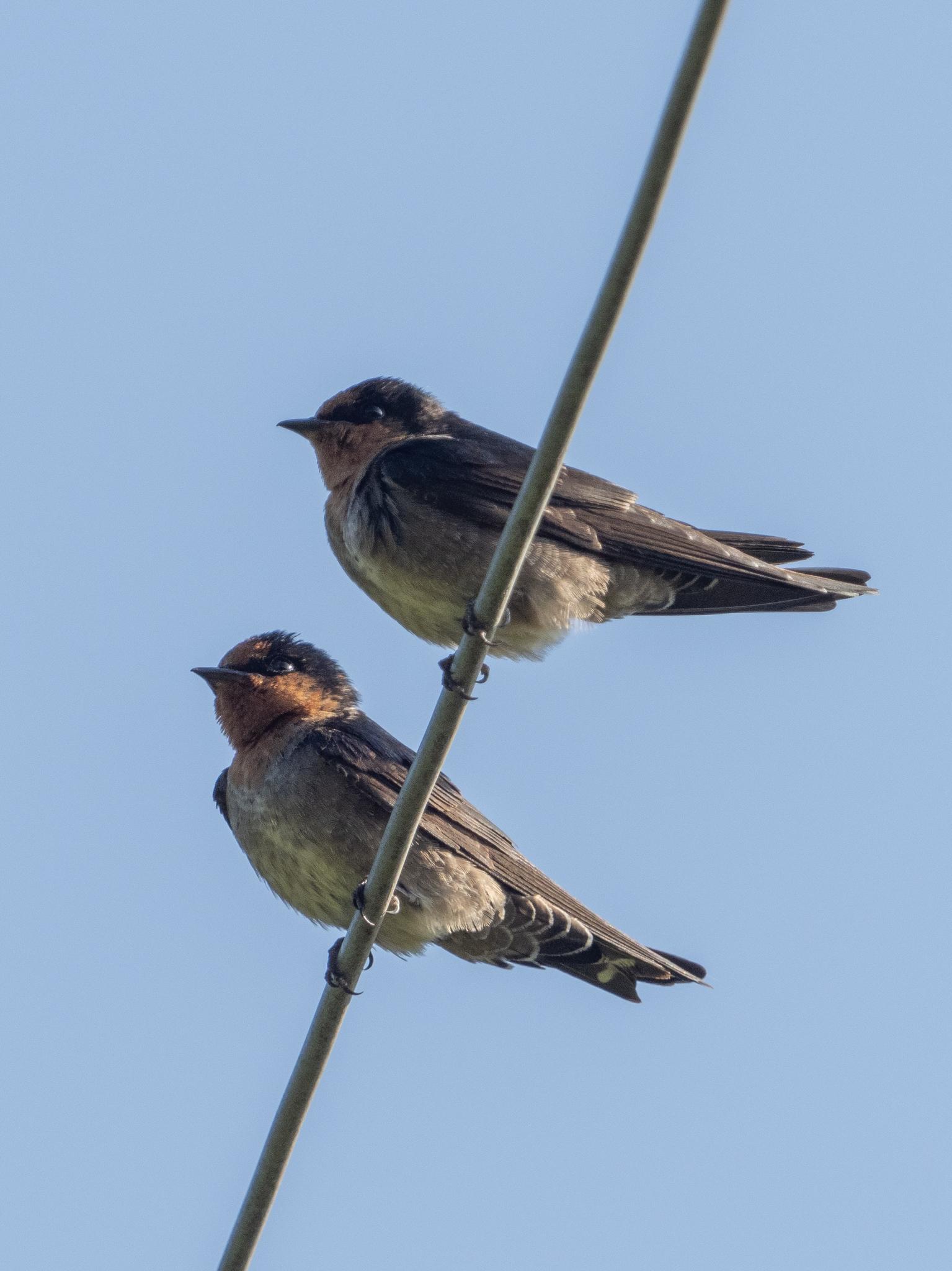 Golondrina de Los Nilgiri