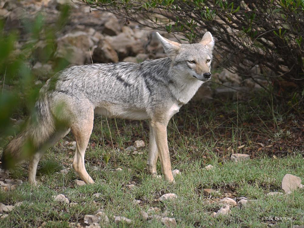 Chacal gris