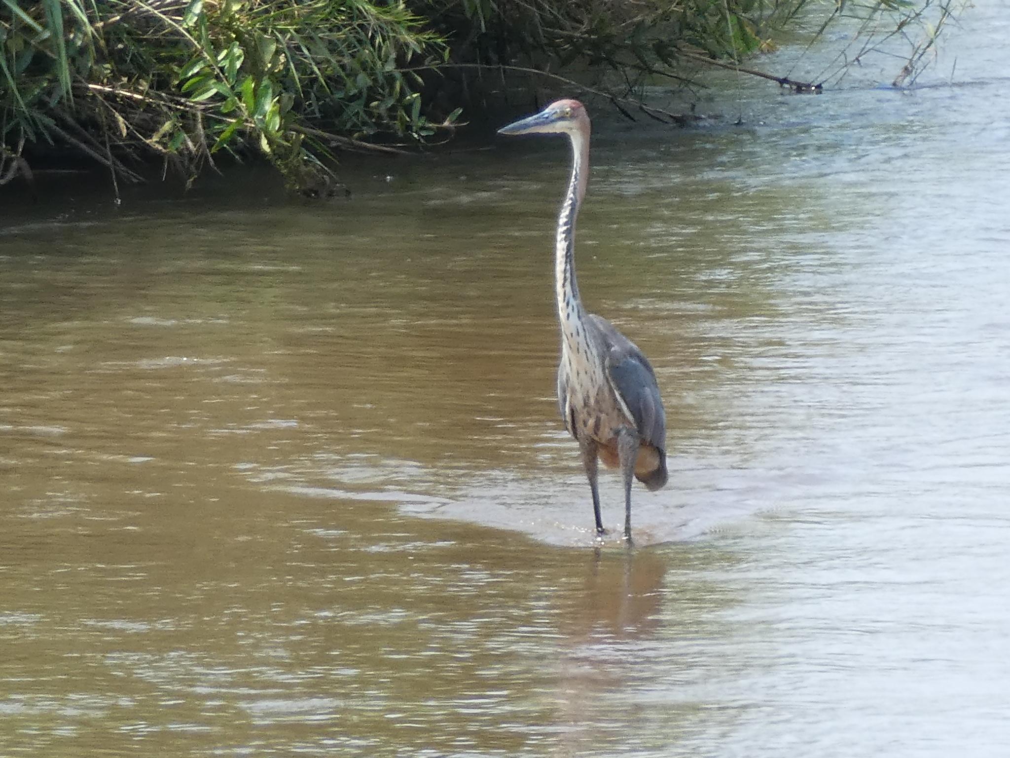 Goliath Heron
