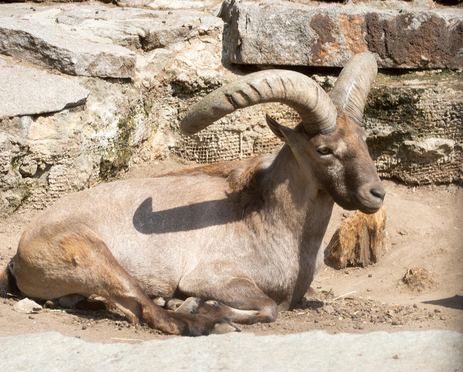 tur del Cáucaso oriental