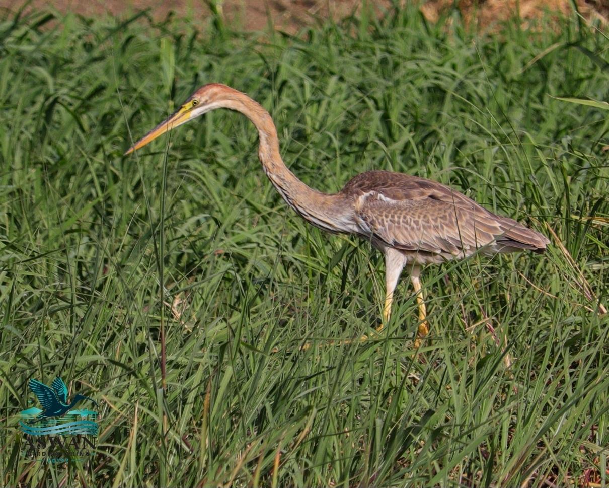 Garza imperial
