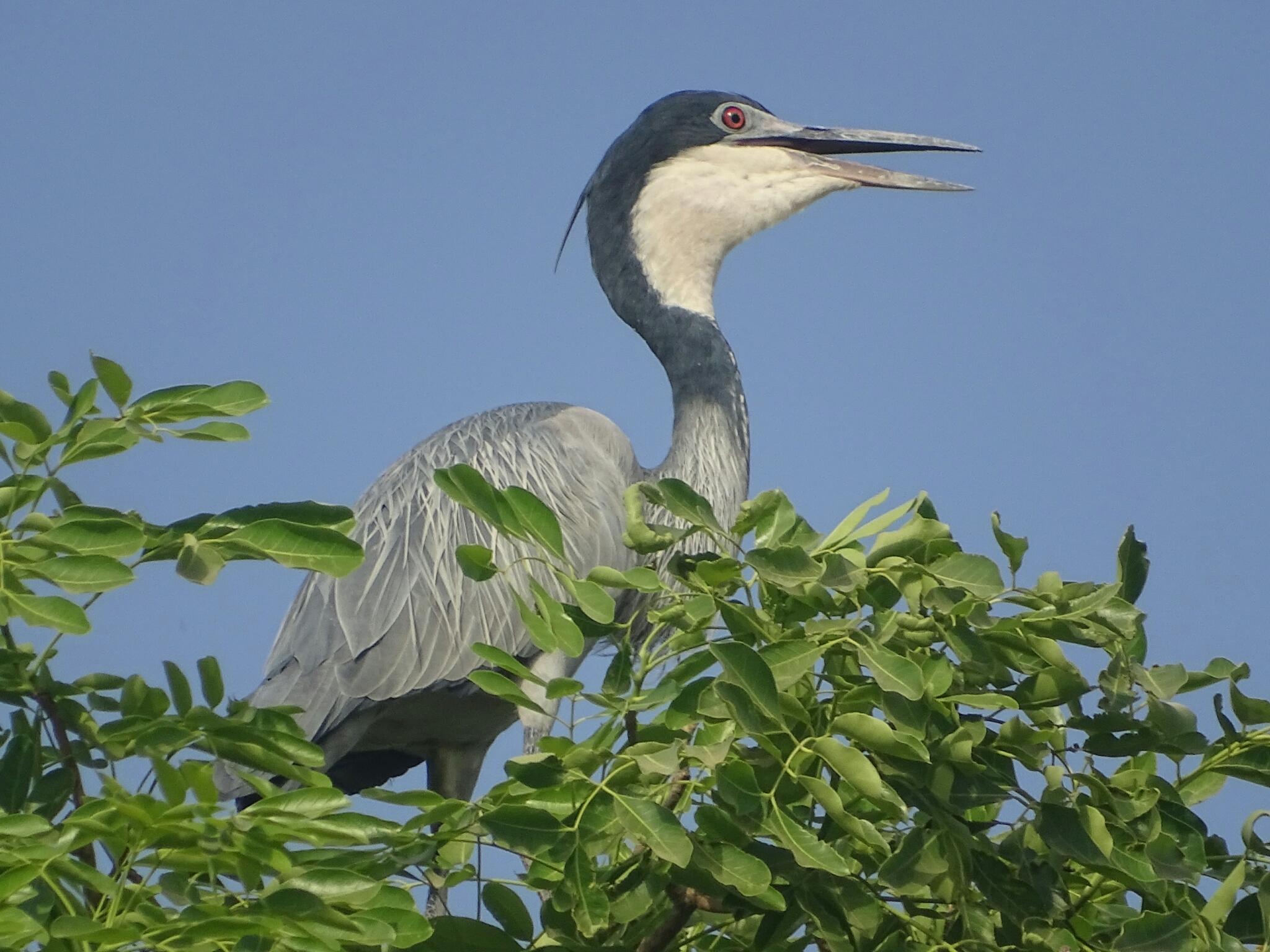 Black-headed Heron