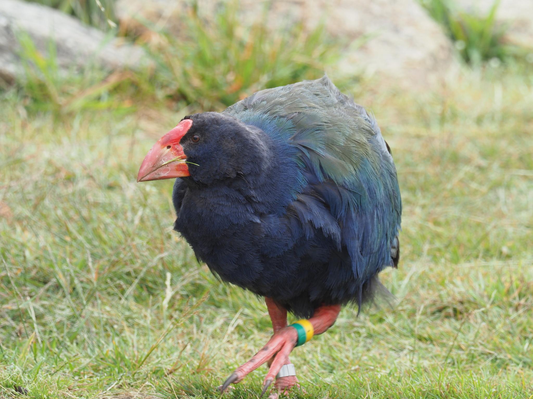 Calamón Takahe