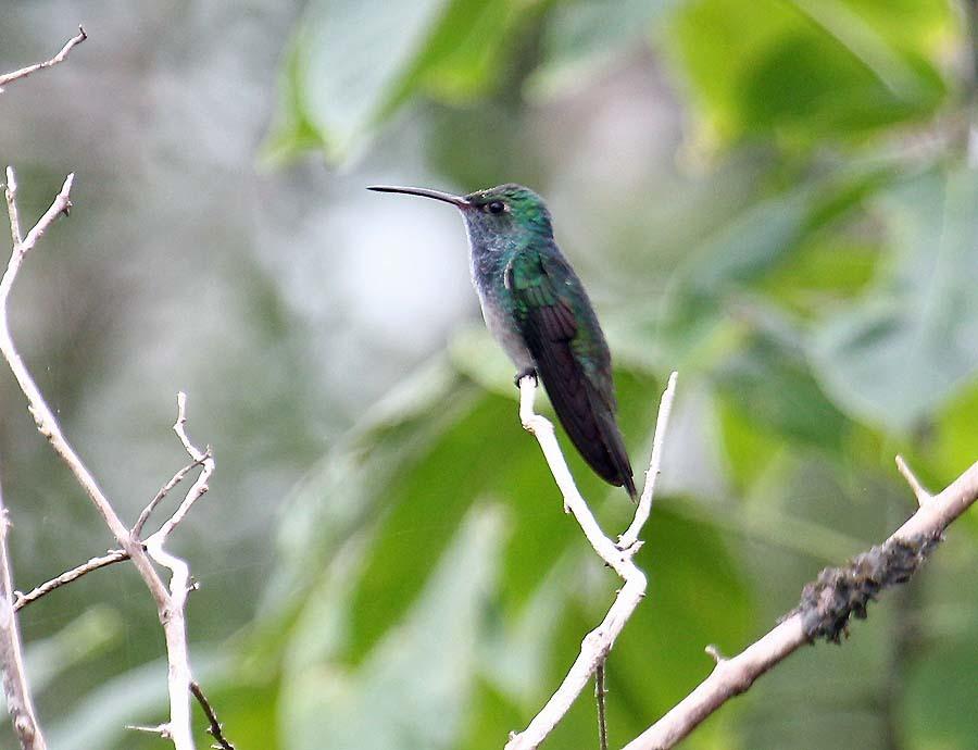 Honduran Emerald