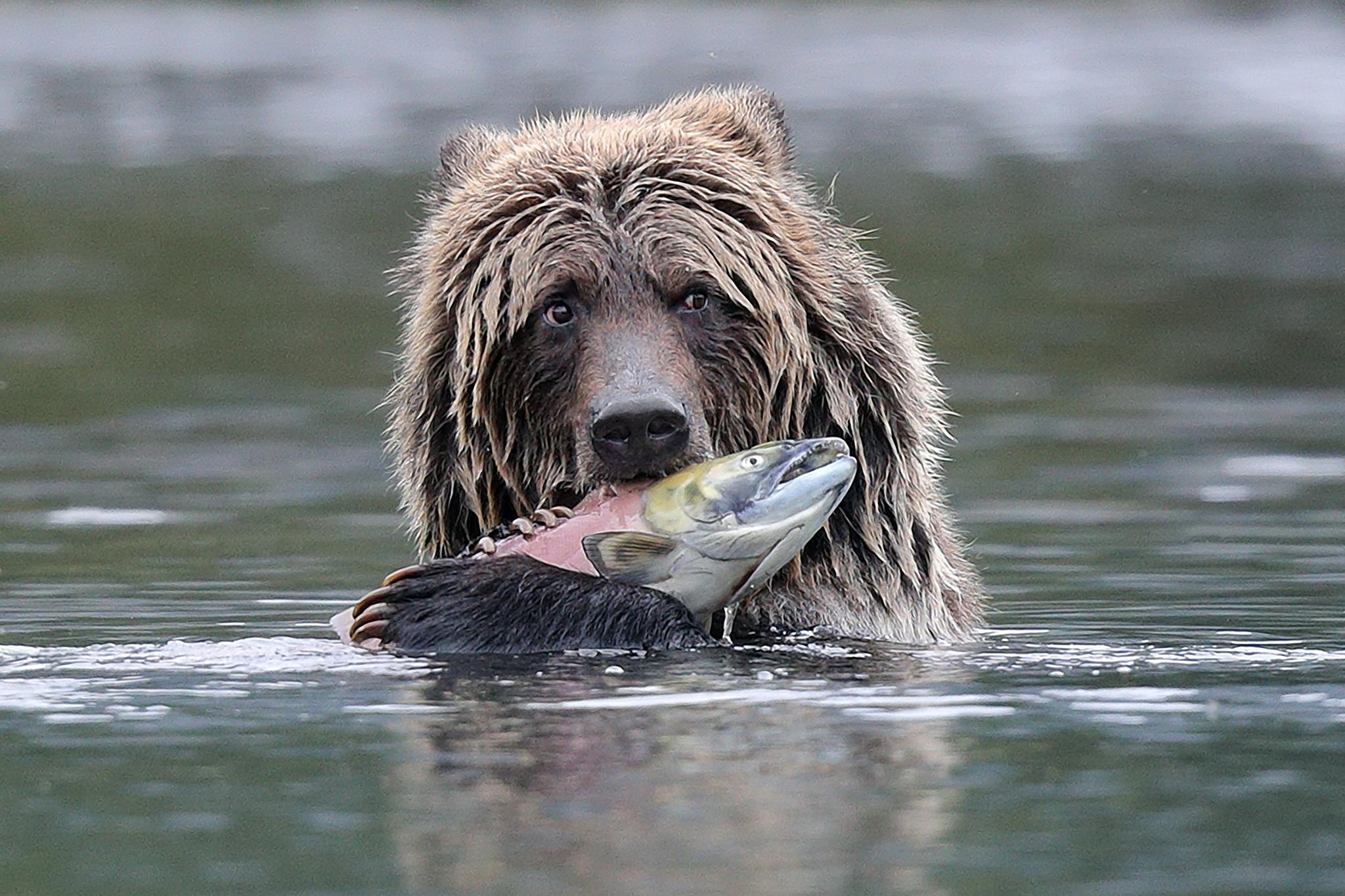 Oso Pardo
