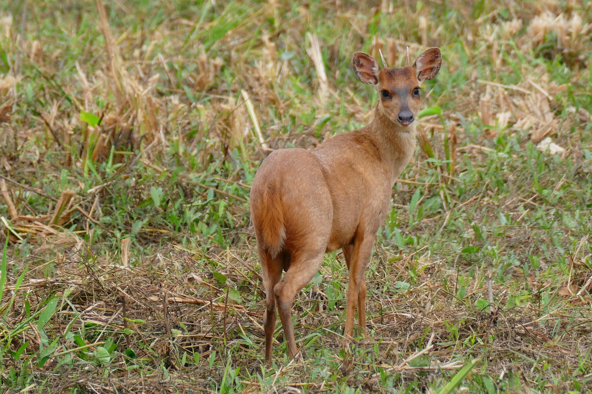 Capreolinae