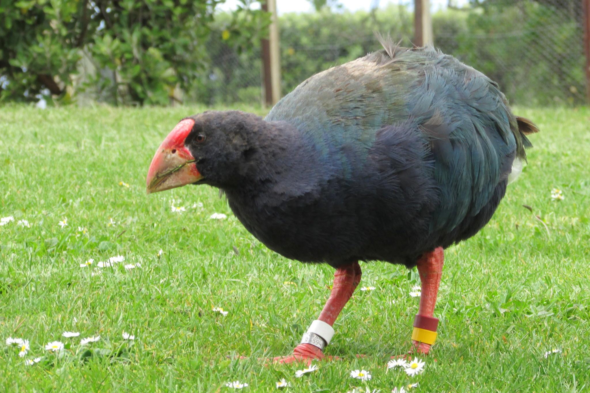 Calamón Takahe