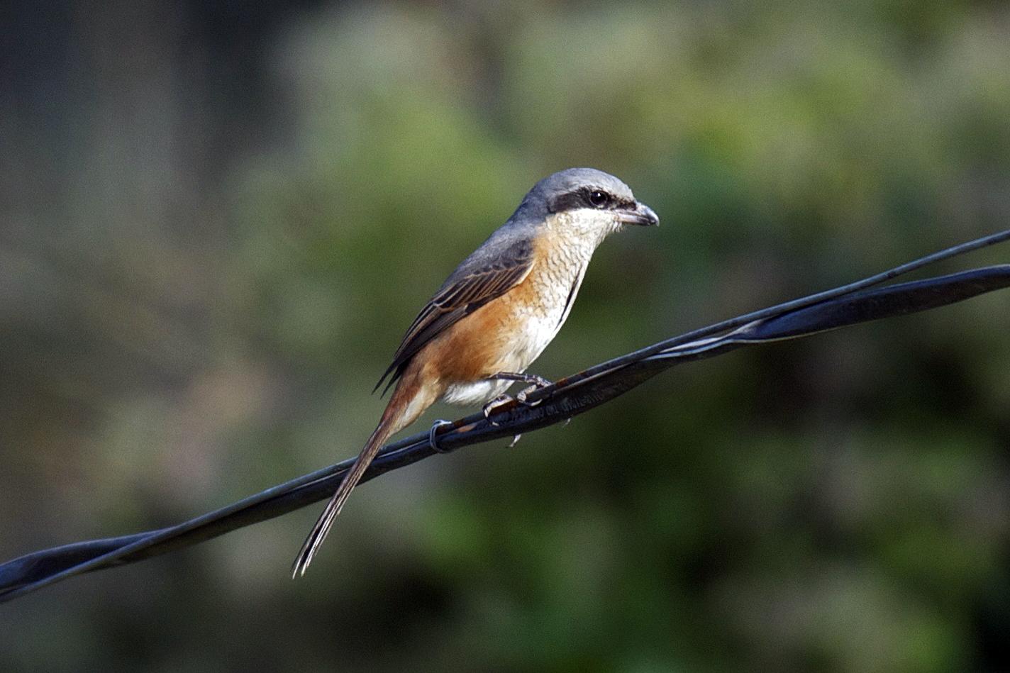 Grey-backed Shrike