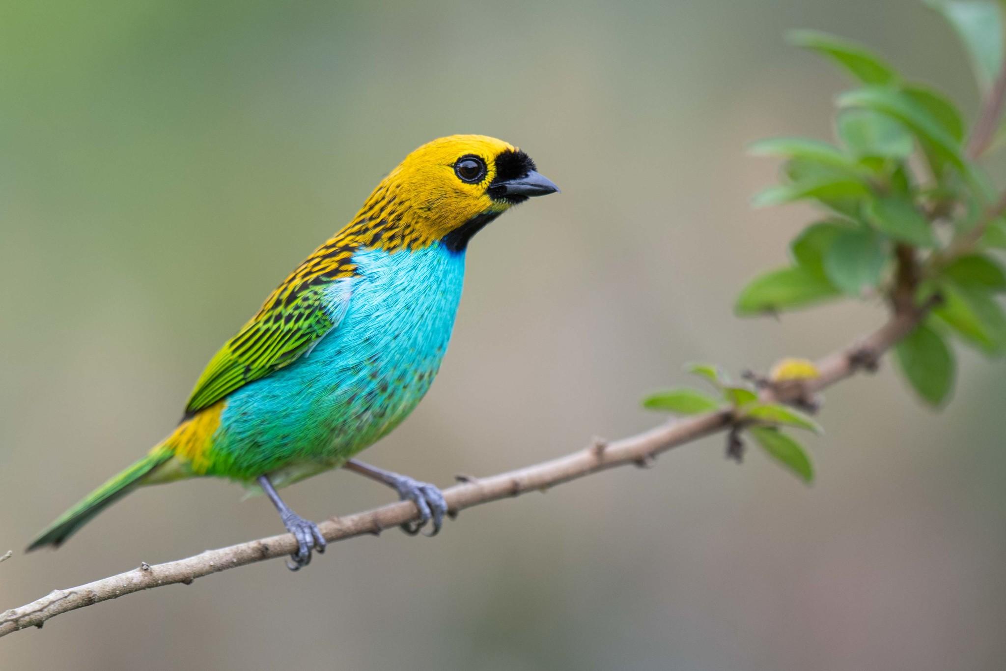 Gilt-edged Tanager