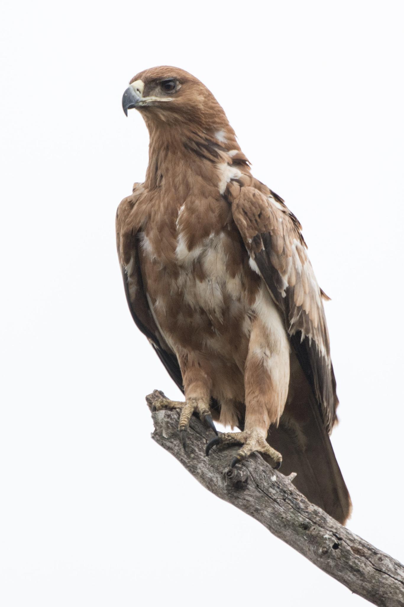 Águila rapaz