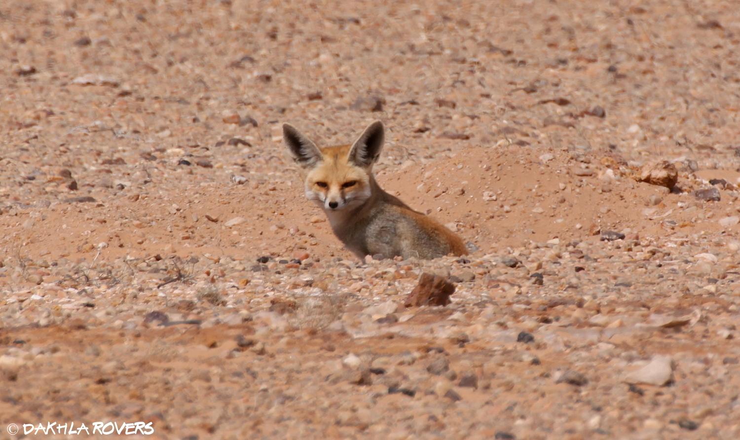 Rüppell's Fox