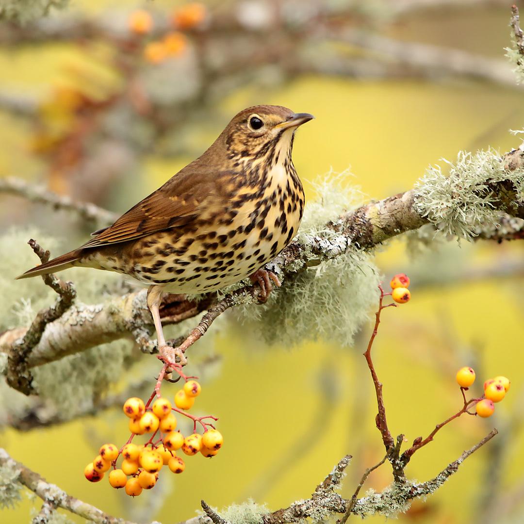 Zorzales, azulejos, mirlos y primaveras