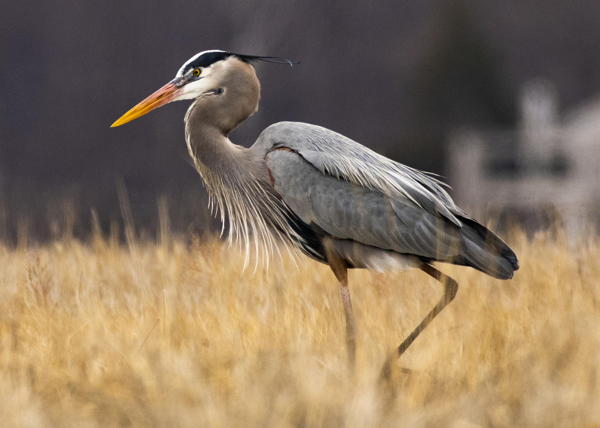 Garza morena