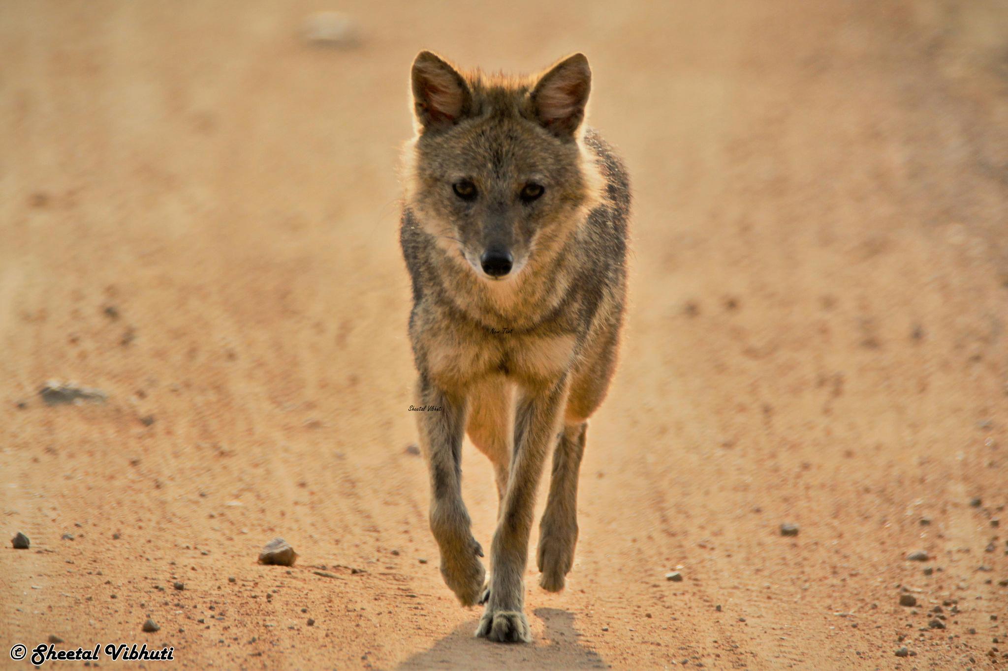 Coyotes, lobos, chacales y perros