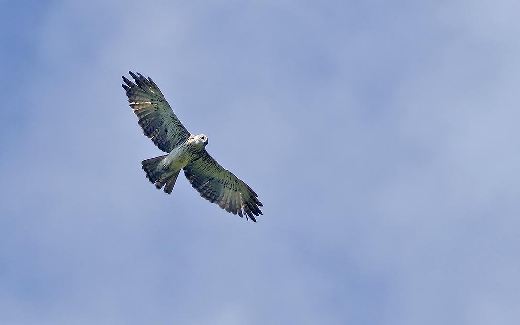 Águila papú