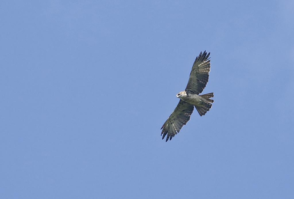 Águila papú