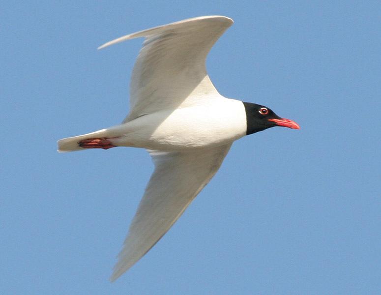 Mediterranean Gull