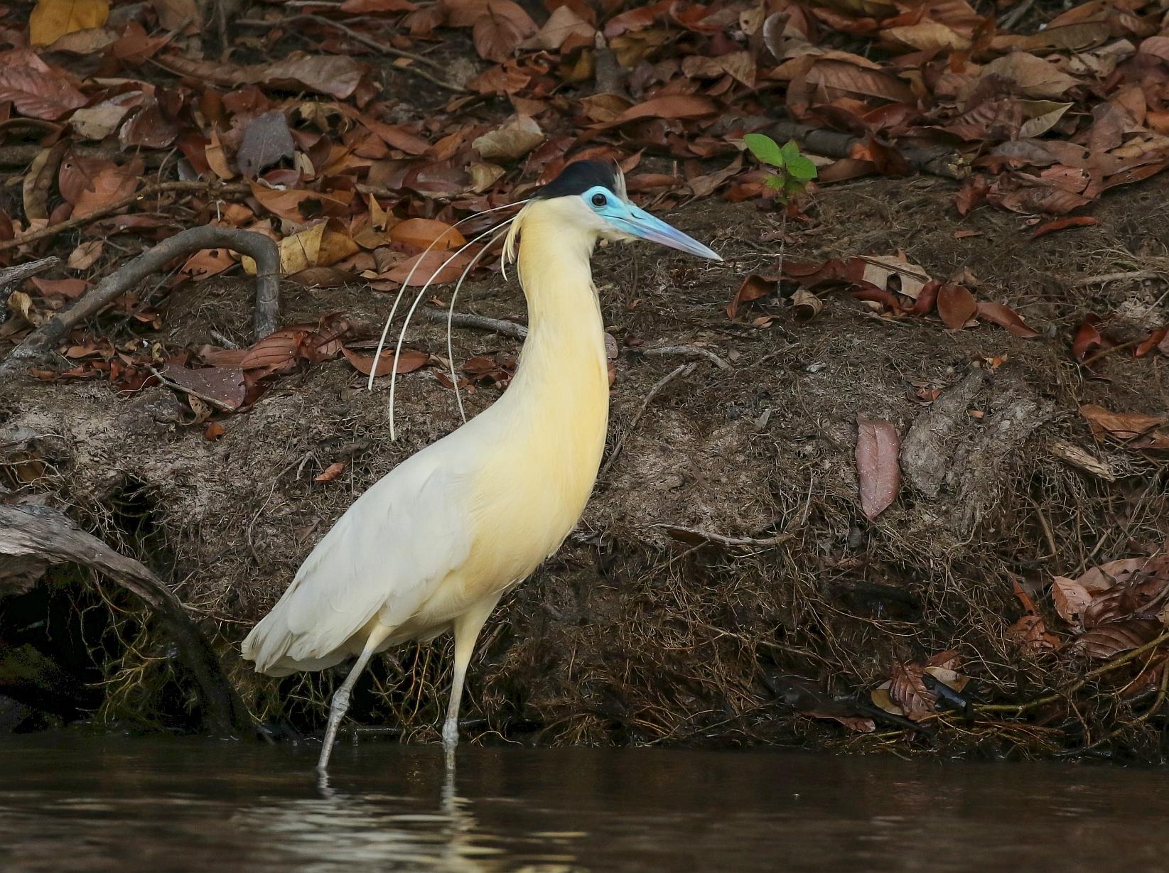 Garza real