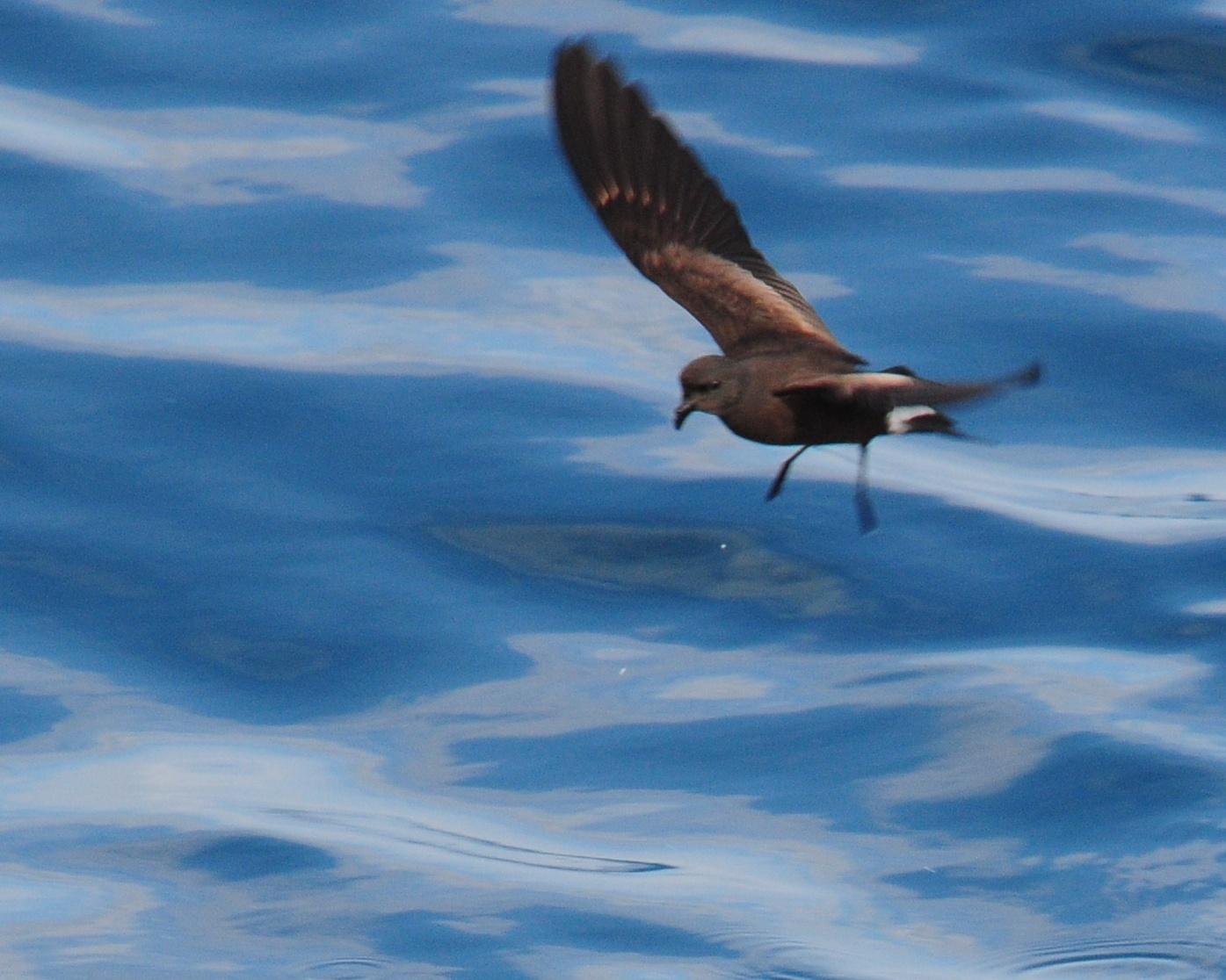 Golondrina de mar peruana
